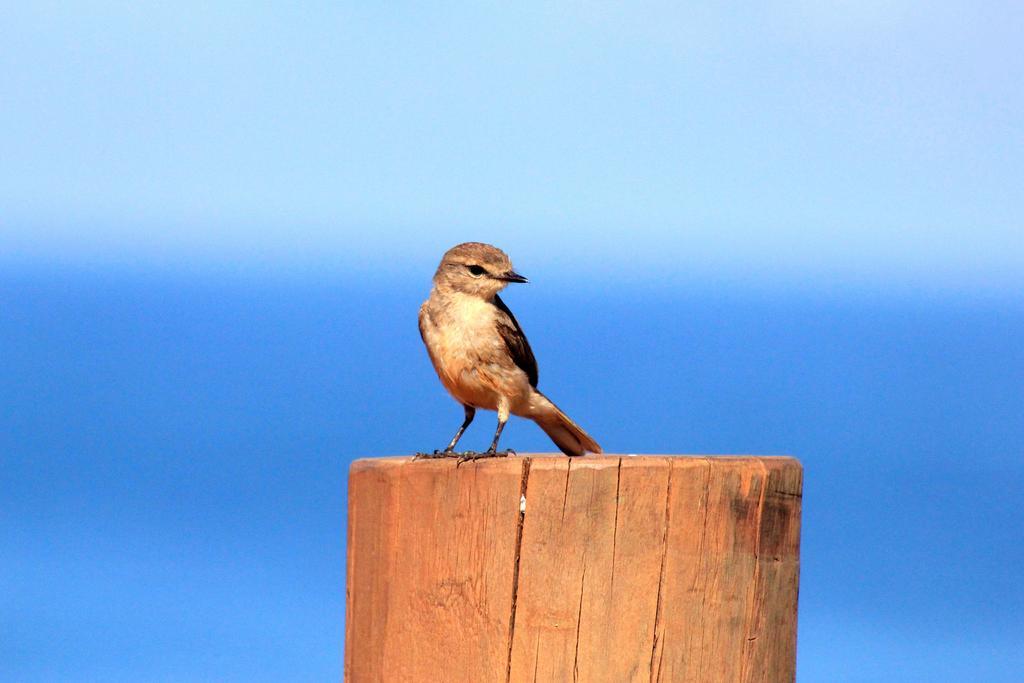 فندق Dampier Peninsulaفي  Kooljaman المظهر الخارجي الصورة